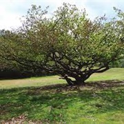 Nomansland Common, St Albans/ Sandridge, Hertfordshire