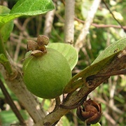 Brazilian Guava (Psidium Guineense)