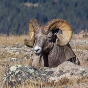Bighorn Sheep