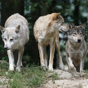 A Route of Wolves