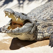 Crocodile