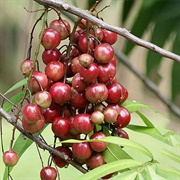 Johore Tree (Lepisanthes Alata)