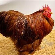 Red Cochin Bantam