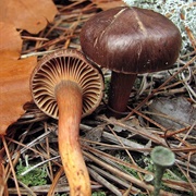 Pine Spike (Chroogomphus Vinicolor)