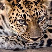 Amur Leopard