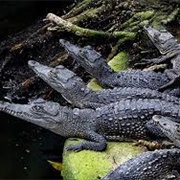Crocodile Reserve, Manzanilla, Mexico