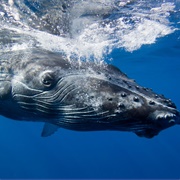 Humpback Whale