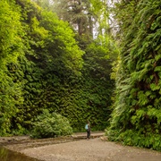 Fern Canyon