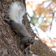 Squirrels of the Kaibab Plateau