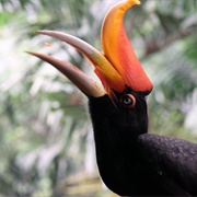 Hornbill