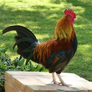 Cockerel