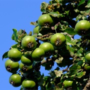 European Wild Pear (Pyrus Pyraster)