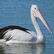 Australian Pelican