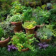 Herb Garden