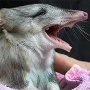 Bilby