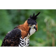 Ornate Hawk-Eagle