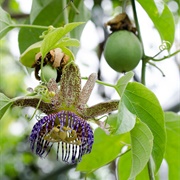 Passiflora Platyloba