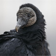 Black Vulture