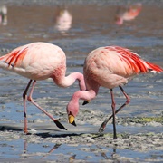 See Flamingos in the Wild