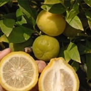 Mountain Citron (Citrus Halimii)