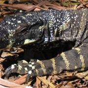 Lace Monitor