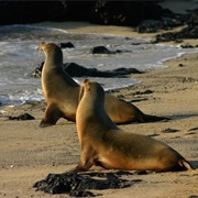 Isabela-Albemarle, Galapagos Islands, Ecuador