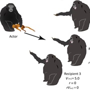 Does Kin Selection Explain Altruism?