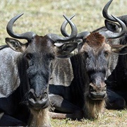 An Implausibility of Gnus