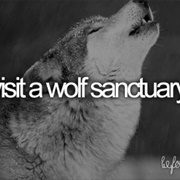 Visit Wolf Sanctuary