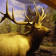 Spirit of the Woods Museum