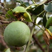 Maracuja Mochila (Passiflora Cincinnata)