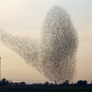 Arrival of Migratory Birds