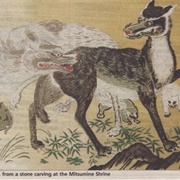 Wolves Become Extinct in Japan.