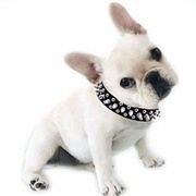 Studded Dog Collars