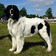 Groom a Landseer