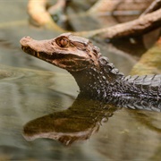Caiman