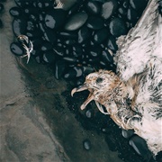 Crowning - Survival / Sickness