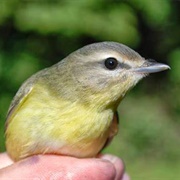 Vireo