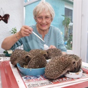 Support an Animal Charity