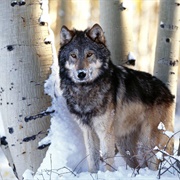 Gray Wolf