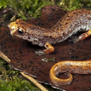 Four-Toed Salamander