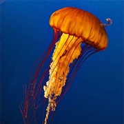 Sea Nettle