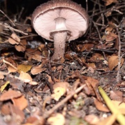 Agaricus Lanatoniger