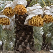 Date-Palm (Quran Verse 20)