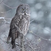 Great Gray Owl