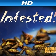 Infested