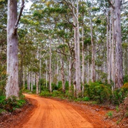 Boranup Karri Forest, WA