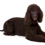 Groom an Irish Water Spaniel