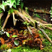 Black Jungle Terrarium Supply (Permanently Closed)