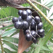 Corozo Palm Fruit (Bactris Guineensis)